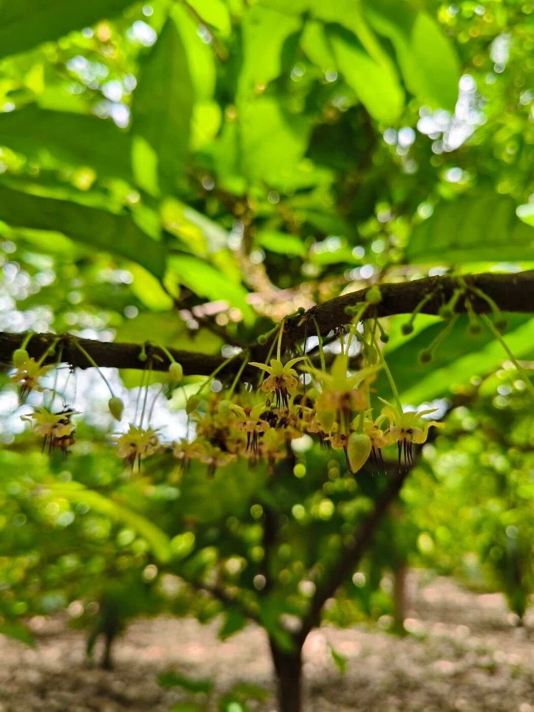 Tiny cocoa flowers on the branch