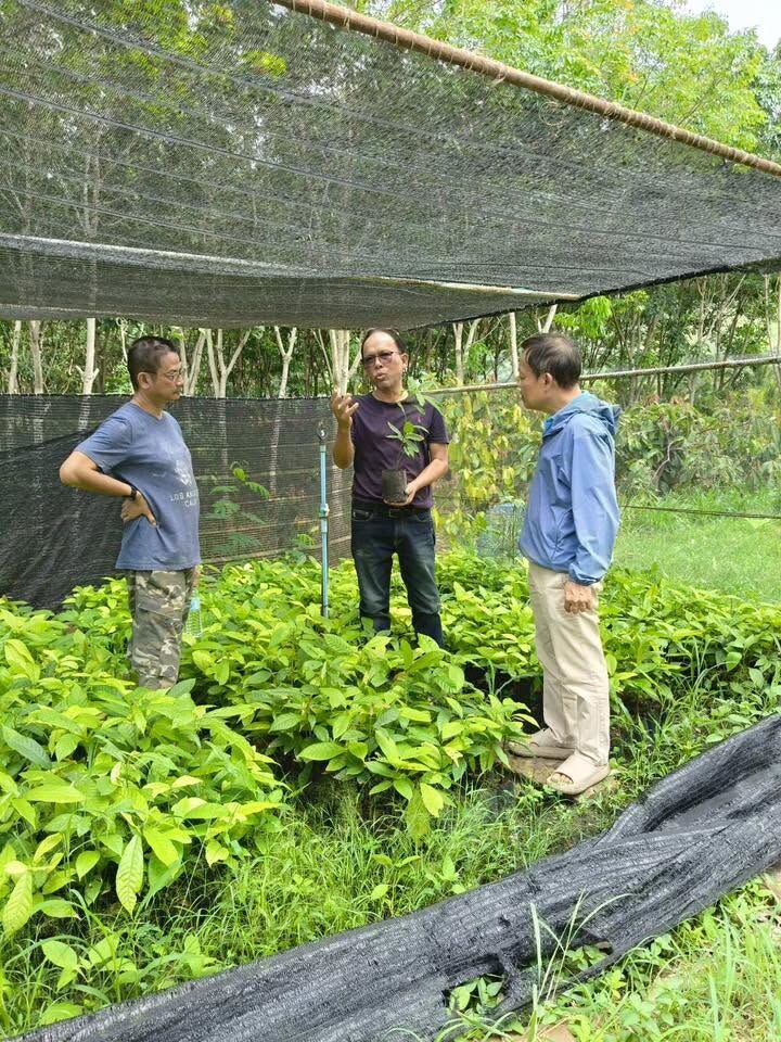 A talk inside the cocoa seedling nursery