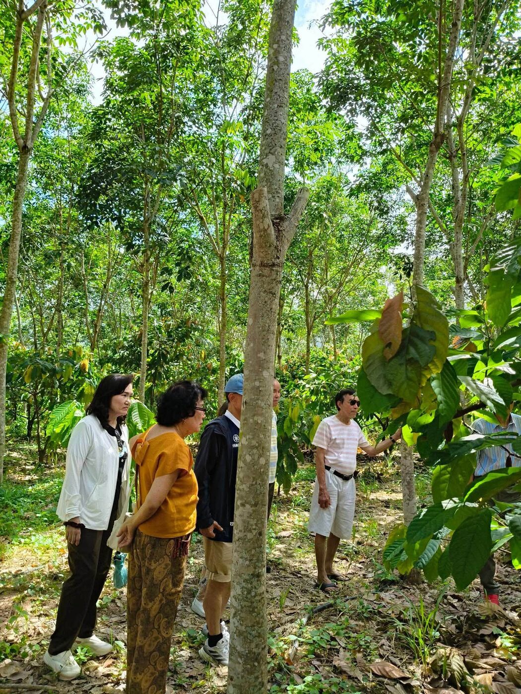 Visitors walking through the cocoa under tall shade trees